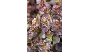 Gartenbaumschule Becker