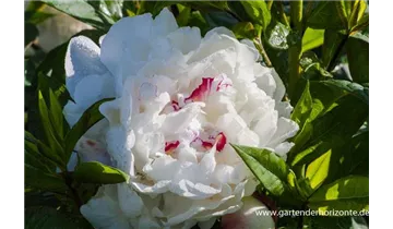 Gartenbaumschule Becker