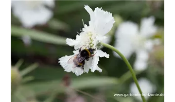 Gartenbaumschule Becker