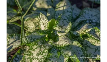 Gartenbaumschule Becker
