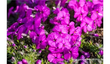 Gartenbaumschule Becker