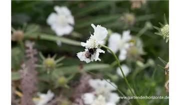 Gartenbaumschule Becker