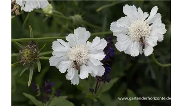 Gartenbaumschule Becker