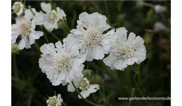 Gartenbaumschule Becker