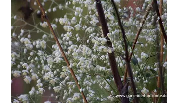 Gartenbaumschule Becker