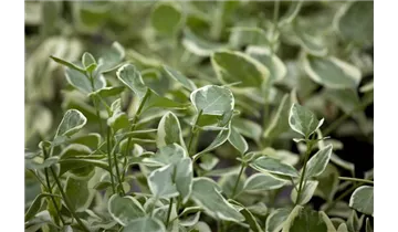 Gartenbaumschule Becker