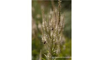Gartenbaumschule Becker