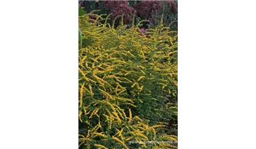 Gartenbaumschule Becker