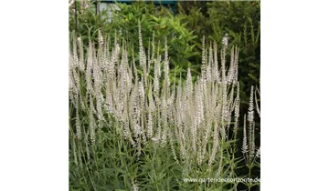Gartenbaumschule Becker