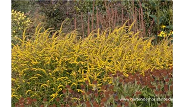 Gartenbaumschule Becker