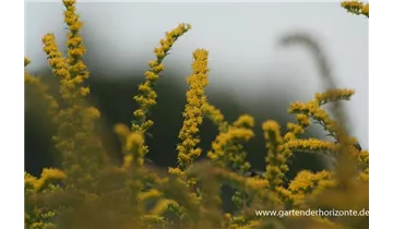 Gartenbaumschule Becker