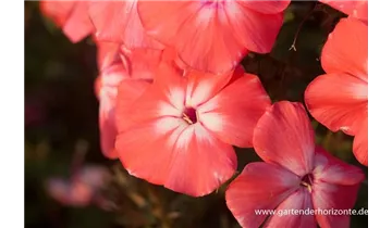 Gartenbaumschule Becker