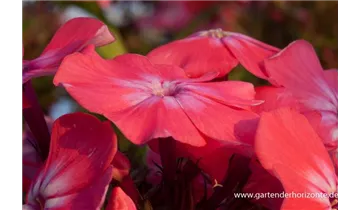Gartenbaumschule Becker