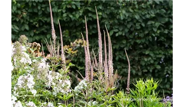 Gartenbaumschule Becker