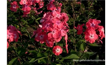 Gartenbaumschule Becker