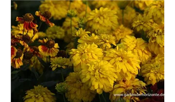 Gartenbaumschule Becker