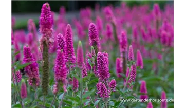 Gartenbaumschule Becker