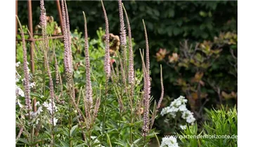 Gartenbaumschule Becker