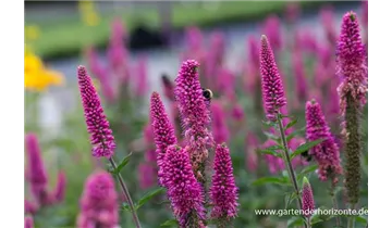 Gartenbaumschule Becker