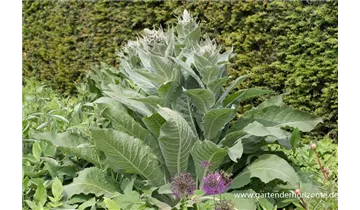 Gartenbaumschule Becker