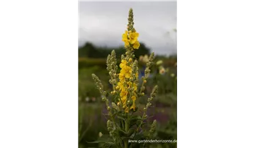 Gartenbaumschule Becker