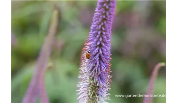 Gartenbaumschule Becker