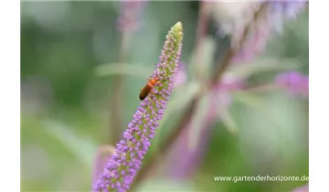 Gartenbaumschule Becker