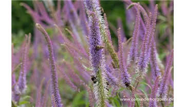 Gartenbaumschule Becker
