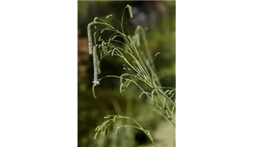 Gartenbaumschule Becker