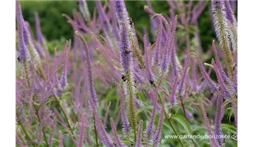 Gartenbaumschule Becker