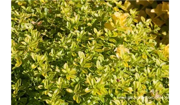 Gartenbaumschule Becker