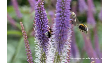 Gartenbaumschule Becker