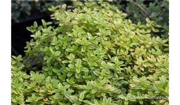 Gartenbaumschule Becker