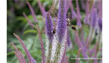 Gartenbaumschule Becker