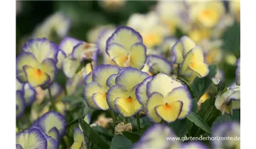 Gartenbaumschule Becker