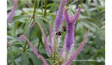 Gartenbaumschule Becker