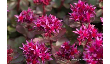 Gartenbaumschule Becker