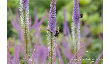 Gartenbaumschule Becker