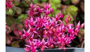 Gartenbaumschule Becker