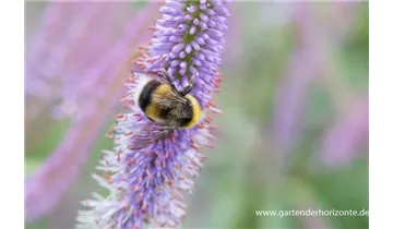 Gartenbaumschule Becker