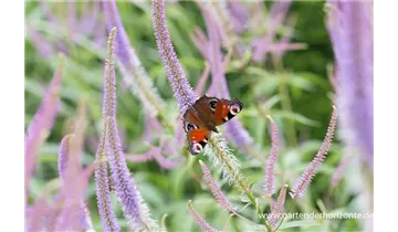 Gartenbaumschule Becker