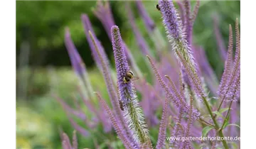 Gartenbaumschule Becker