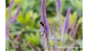 Gartenbaumschule Becker