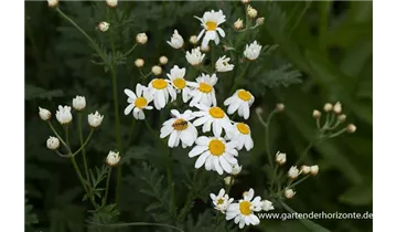 Gartenbaumschule Becker