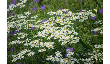 Gartenbaumschule Becker