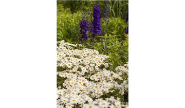 Gartenbaumschule Becker
