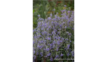 Gartenbaumschule Becker