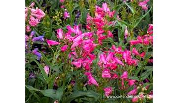 Gartenbaumschule Becker