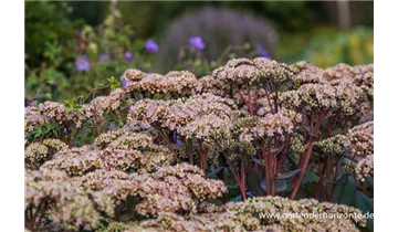 Gartenbaumschule Becker