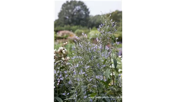 Gartenbaumschule Becker